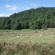 田園風景に丹頂鶴のワルツが見れる