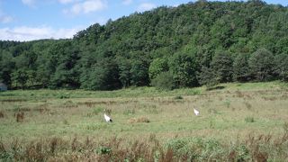 田園風景に丹頂鶴のワルツが見れる