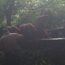 オランウータンが食事を始めるところ