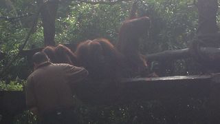 オランウータンを見ながら朝食