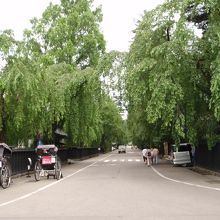 枝垂桜が覆いかぶさる通り