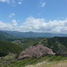 あさぎり町　遠山桜