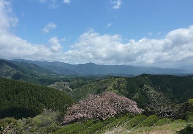 一本桜を見るならここ！＜あさぎり町　遠山桜＞