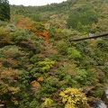 樅木の吊橋