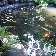 鯉がいっぱい