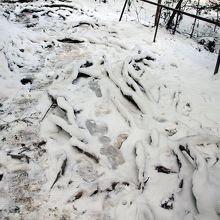 雪の木の根道　歩きづらい