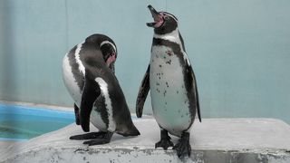 ペンギンが可愛かったです！