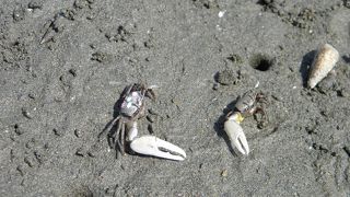 近畿地方最大の干潟です。