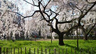 北西の近衛邸跡にある桜は見事