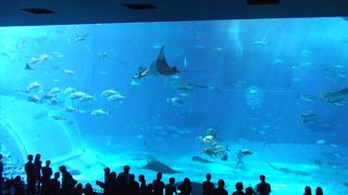 大きな水槽に圧倒！