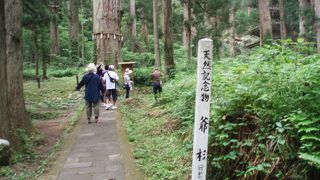 これまた立派な杉です