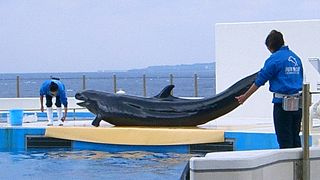 海洋博公園のイルカのショー