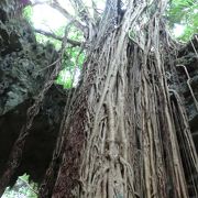 いにしえの人に思いをはせる沖縄の森、聖地でもある