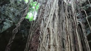 いにしえの人に思いをはせる沖縄の森、聖地でもある