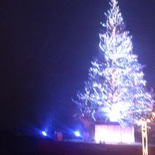 きれいなツリー