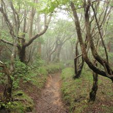 アセビのトンネル