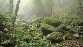 リアル天城越え！オススメはアセビのトンネル