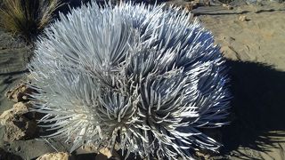 珍しい高山植物が観れる