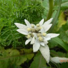 レブンウスユキソウ