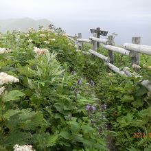 桃岩展望台コース