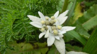 礼文島のコースの中では、手頃だと思います