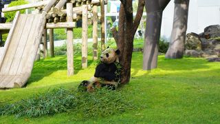 パンダがかわいすぎる！