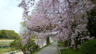 桜の時期は気持ちの良い散歩道です