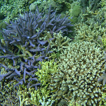 紫の珊瑚も。