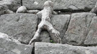 花見の時期におすすめ！