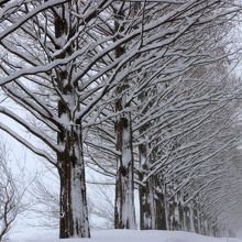 追い風だと木肌に雪が張り付いてます。
