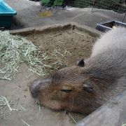 穴場の動物園