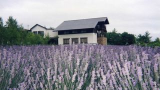 ラベンダーといえばここ