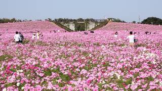 ウォーキングに参加しました　コスモスきれい