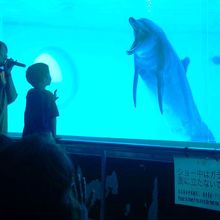子どもの客に向かって水槽内から挨拶するイルカ