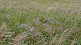 曽爾高原キャンプ場