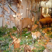 摂津峡には鹿がいます　