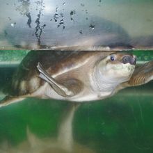 すっぽんが水槽に泳いでいました