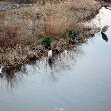 白サギなど渡り鳥もいます