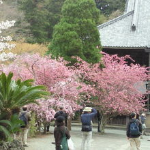 桜と海棠の競演