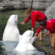 かわいいベルーガのいる水族館