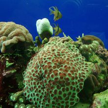 再生途中の珊瑚達〜