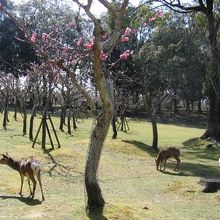 見頃ではなくて残念