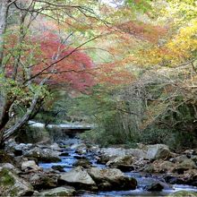 紅葉始まりの頃