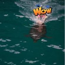 イルカの背びれにつかまって泳ぐ