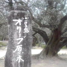 オリーブ公園内にあります
