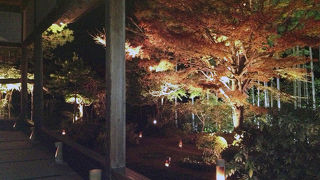 秋の夜の灯りに浮かぶ幻想的な庭園