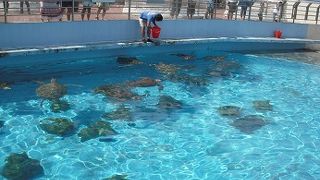 ウミガメがわんさか・・・