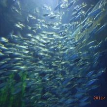 いわしのフィッシュポール