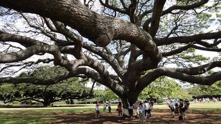 モンキーポッド