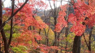 もみじの紅葉は見られるが、見晴らしの良い場所はない。